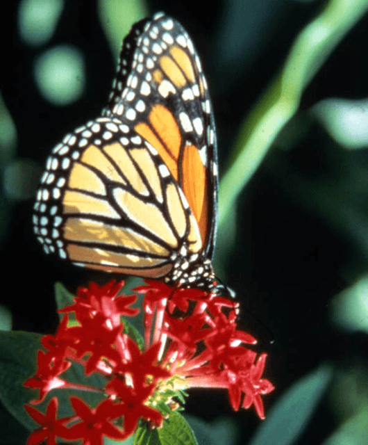 Butterfly (Source: Florida Memory/Flickr)