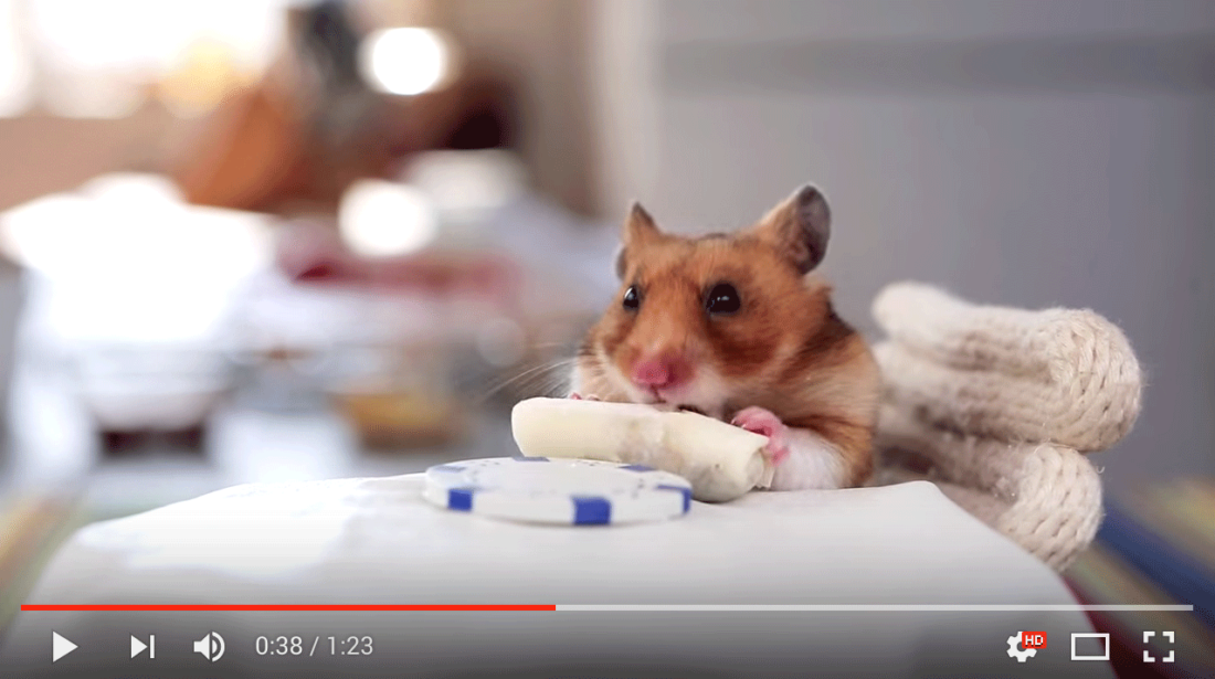 Tiny Hamster (Source: HelloDenizen/YouTube)