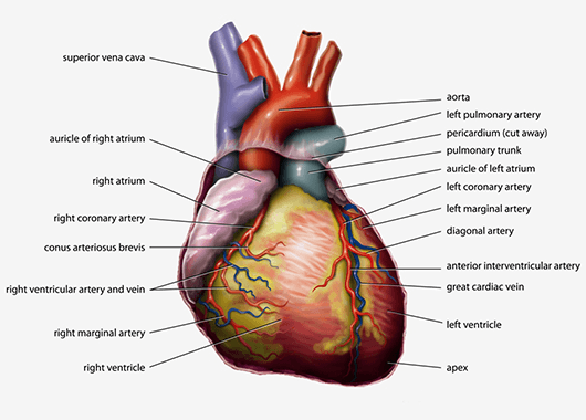 Anatomical Heart (Source: Wikimedia Commons)