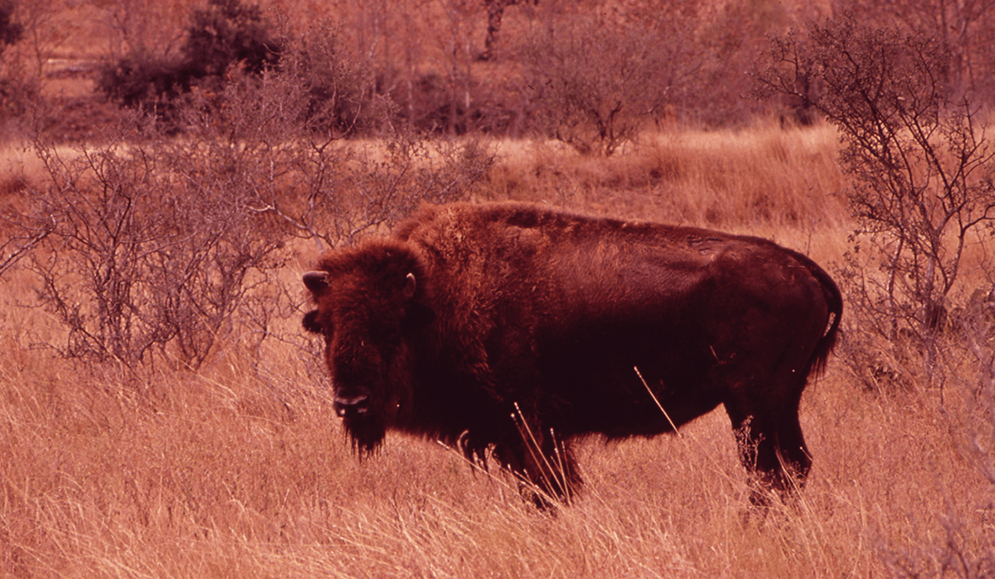 Buffalo (Source: U.S. National Archives/Flickr)