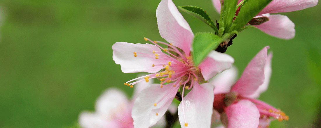 Nectarine Flower