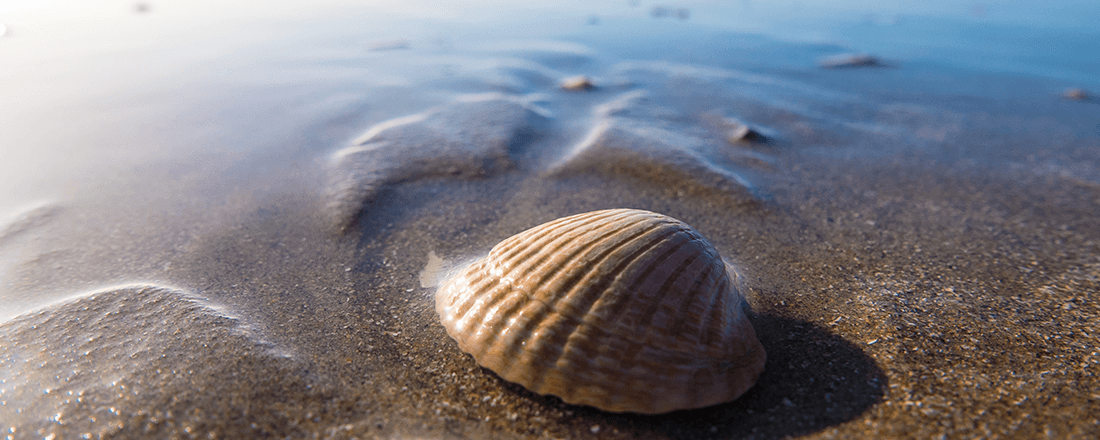 Seashell by the Shore