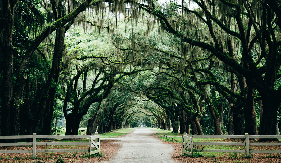 Southern Landscape in Savannah, GA