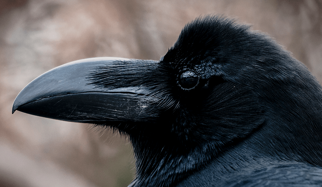 Raven in Profile