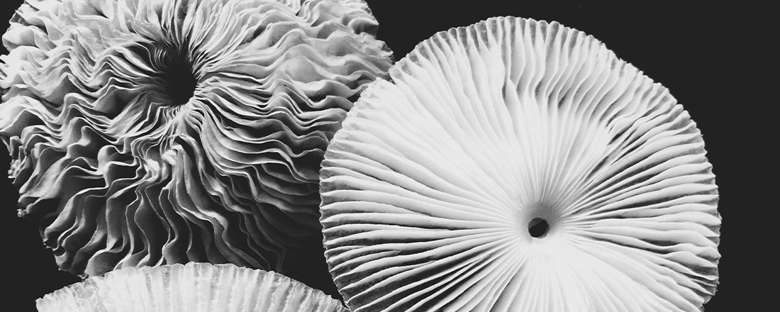 Abstract Fungus